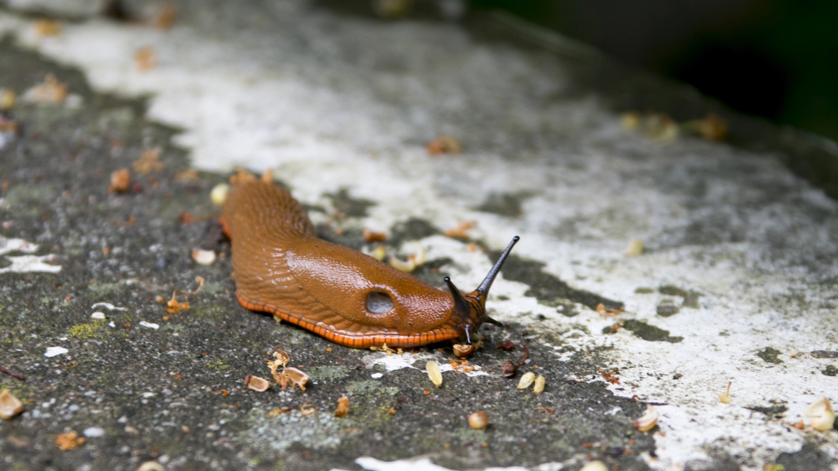 Сыплю на мокрый картон — и слизни исчезают со скоростью света: простой способ спасти огород без химии