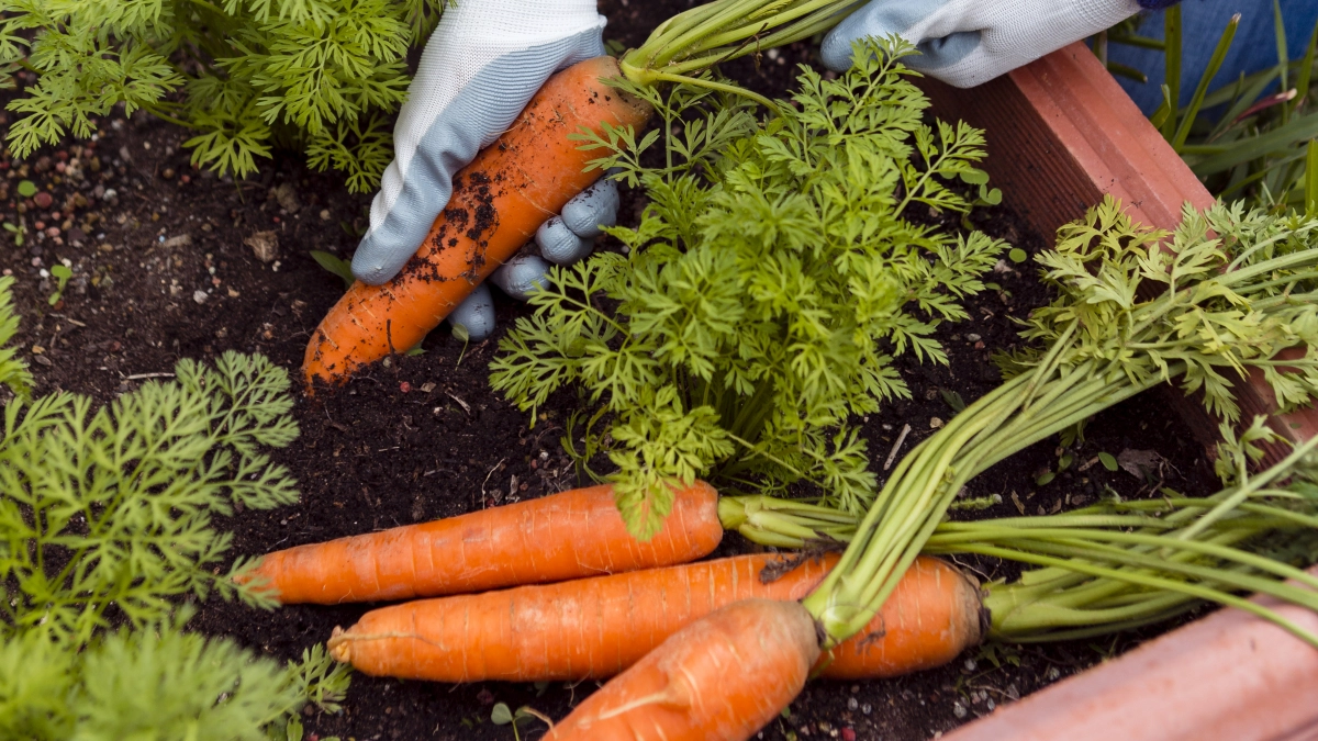 Апрель запускает тайный механизм урожая: поймёте этот знак - соберете в 2 раза больше с грядок