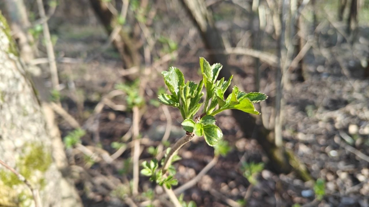 В Калининградской области весна играет в прятки: какой погоды ждать в регионе до конца первой недели апреля