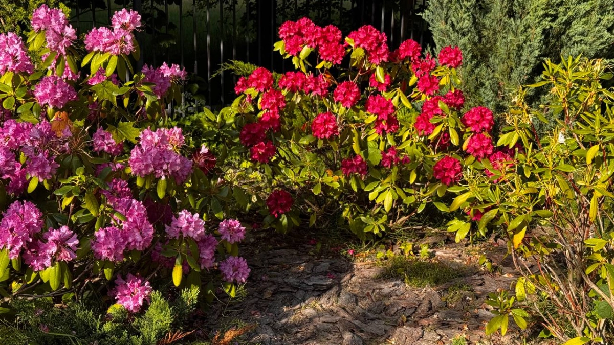 Один день решает всё: апрельские ошибки, которые могут испортить цветник на год