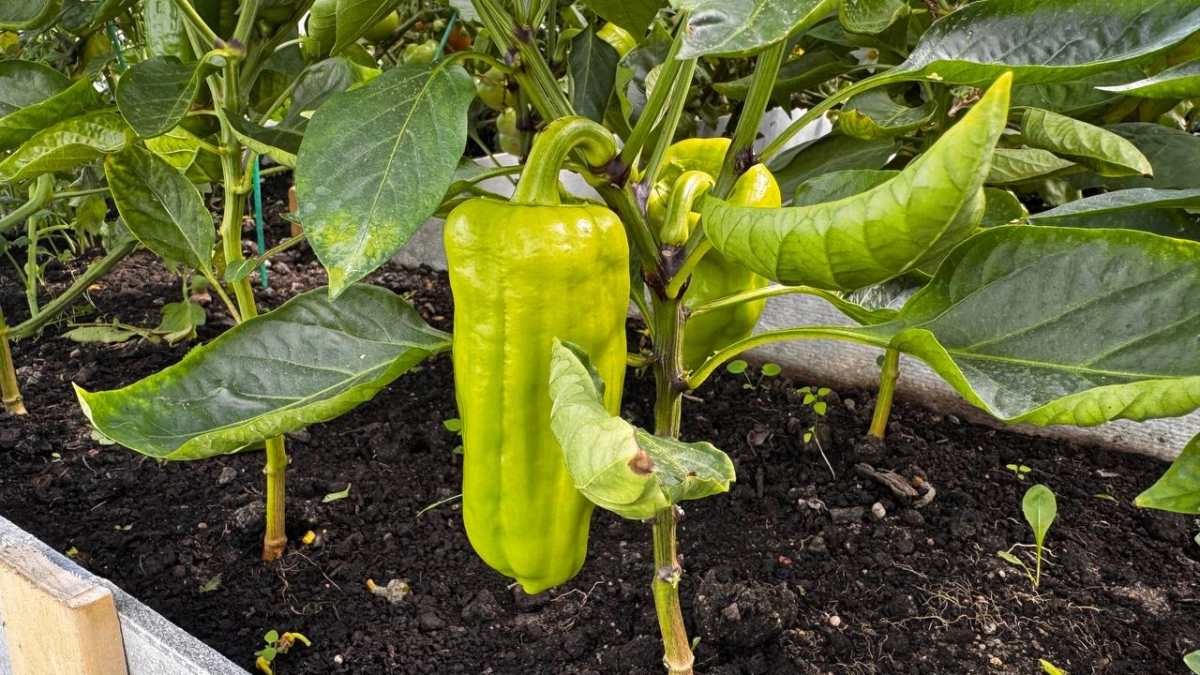 Перец растет в ботву вместо урожая? Что нужно сделать в апреле, чтобы куст начал давать сочные плоды
