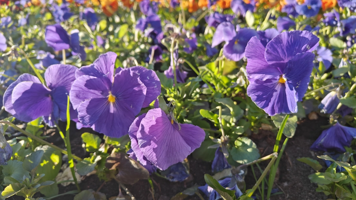 Циклон открывает занавес, антициклон ставит точку: какую погодную драму синоптики обещают Калининградской области на выходные 