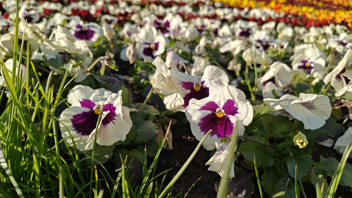 В Калининградской области весна сломается: синоптики рассказали какой погоды ждать в пятницу и выходные