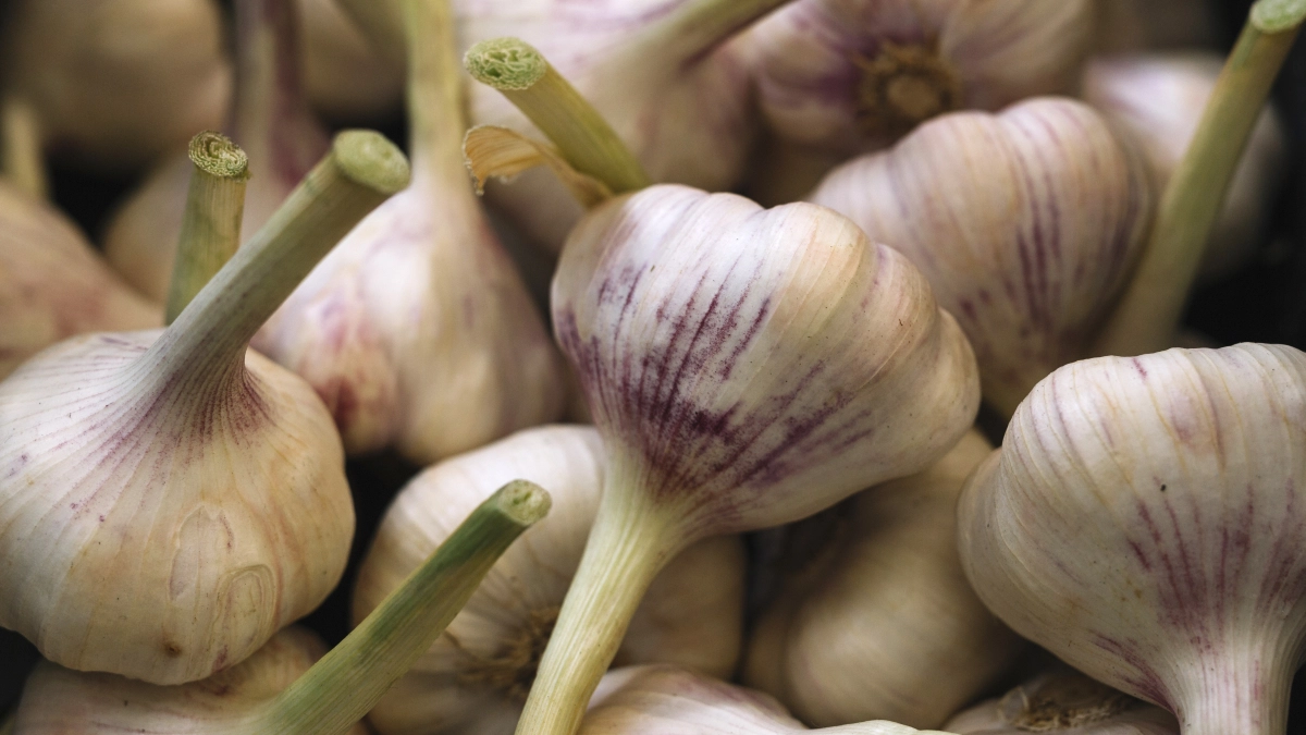 Сделаете это в апреле — и чеснок вырастет размером с яблоко: 2 простых действия до подкормок от опытных агрономов