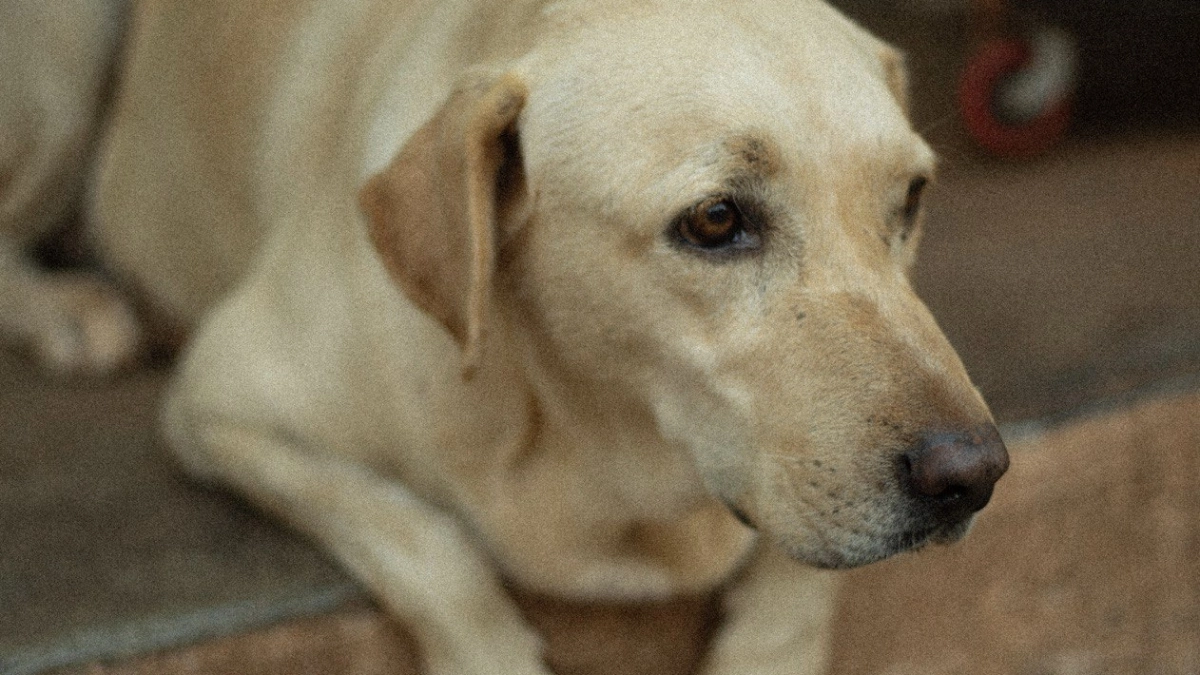 В посёлке Храброво мужчина убил собаку, родившую щенят — тело четыре дня пролежало в кустах