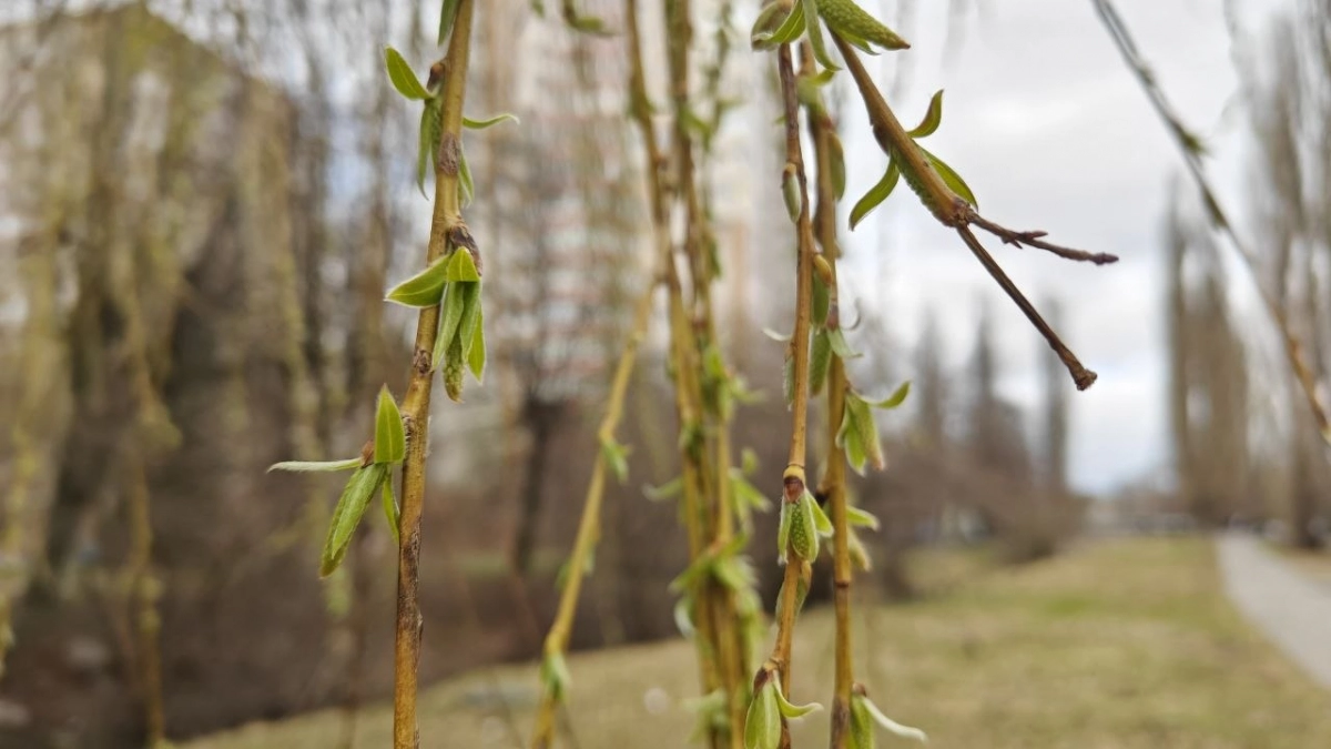В Калининграде днём +10°C, в Светлогорске +8°C — ночью везде около нуля