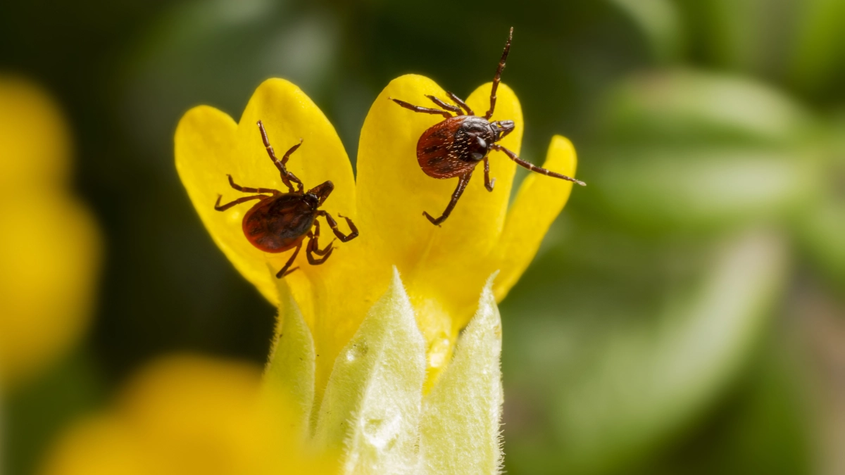 «7 запахов, которые клещи ненавидят»: сосед-дачник по секрету поделился рабочим способом