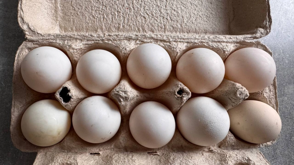 Кровь в курином яйце: опасно ли это на самом деле или можно спокойно готовить - птицеводы объяснили
