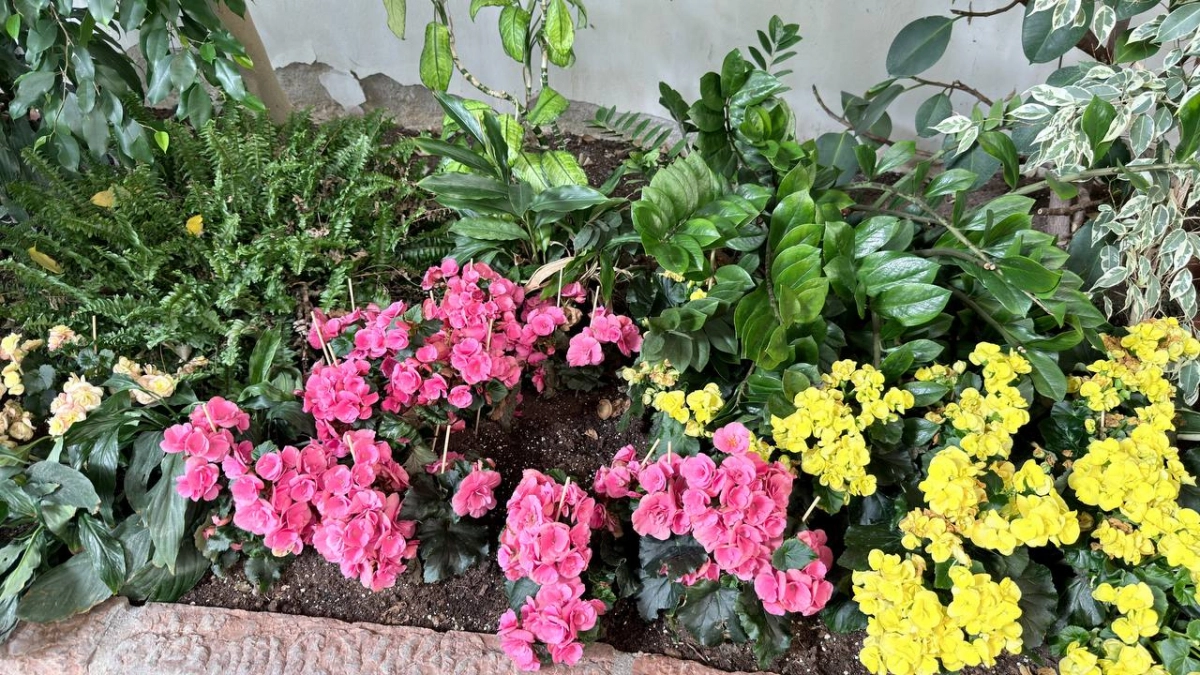 Посадила один раз — и забыла на годы: 10 дивных многолетников, которые цветут без перерыва до самых заморозков