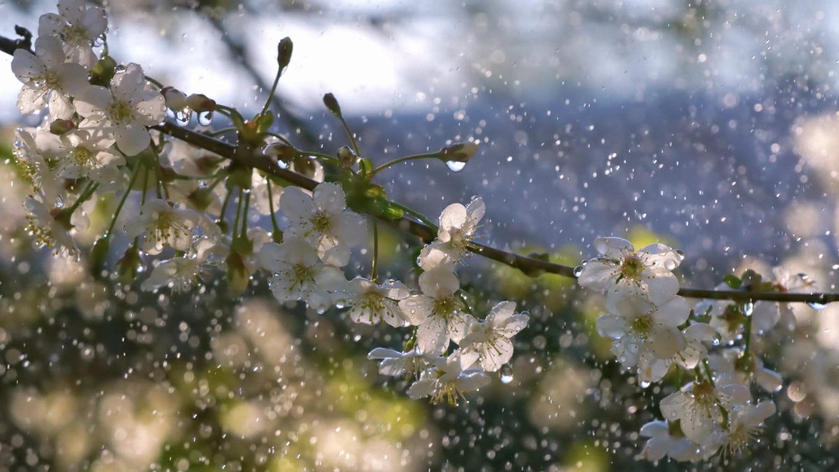 Арктический удар по весне: Калининград ждут шторм до 20 м/с и мокрый снег
