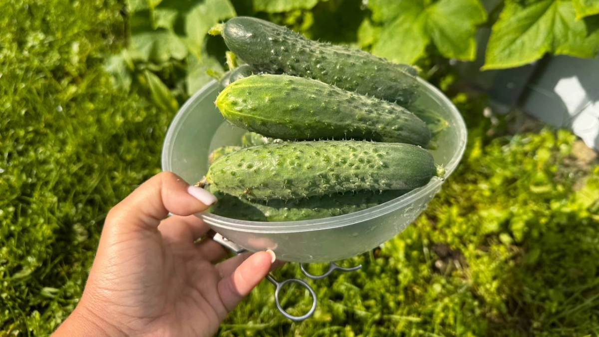 Я случайно узнала секрет огуречницы из Твери — теперь урожай собираю ведрами и даже соседям раздаю бесплатно
