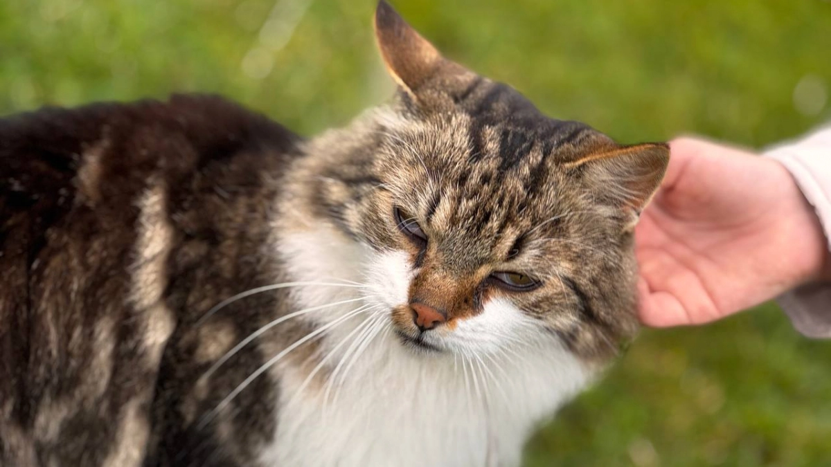 Почему кошки спят с хозяином: есть несколько причин