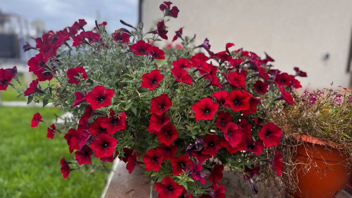 Я посадила 7 простых цветов — и получила красивый участок уже в первый сезон: идеальны для новичков