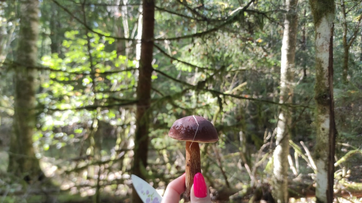 Червивые грибы: можно ли их есть после варки и вымачивания — объяснение кандидата наук