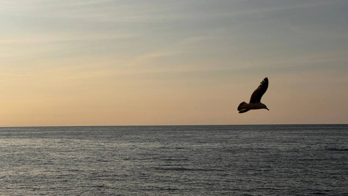 «Остается только выть от собственного бессилия»: калининградским волонтерам срочно нужна лодка для спасения лебедей