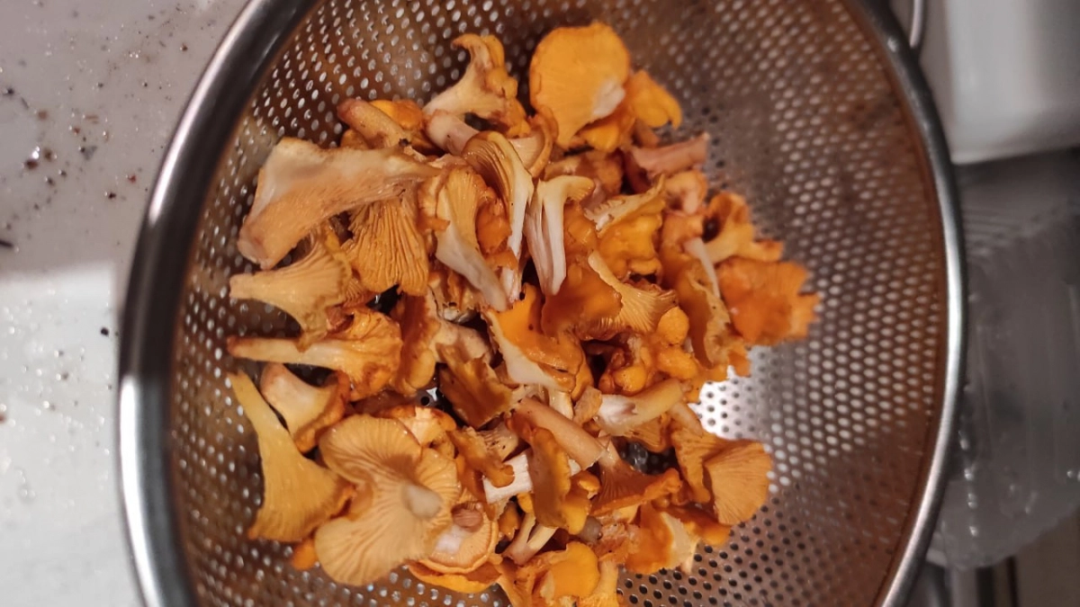 В Калининграде уже пошли первые грибы: где искать в апреле и какие виды лучше не брать новичкам