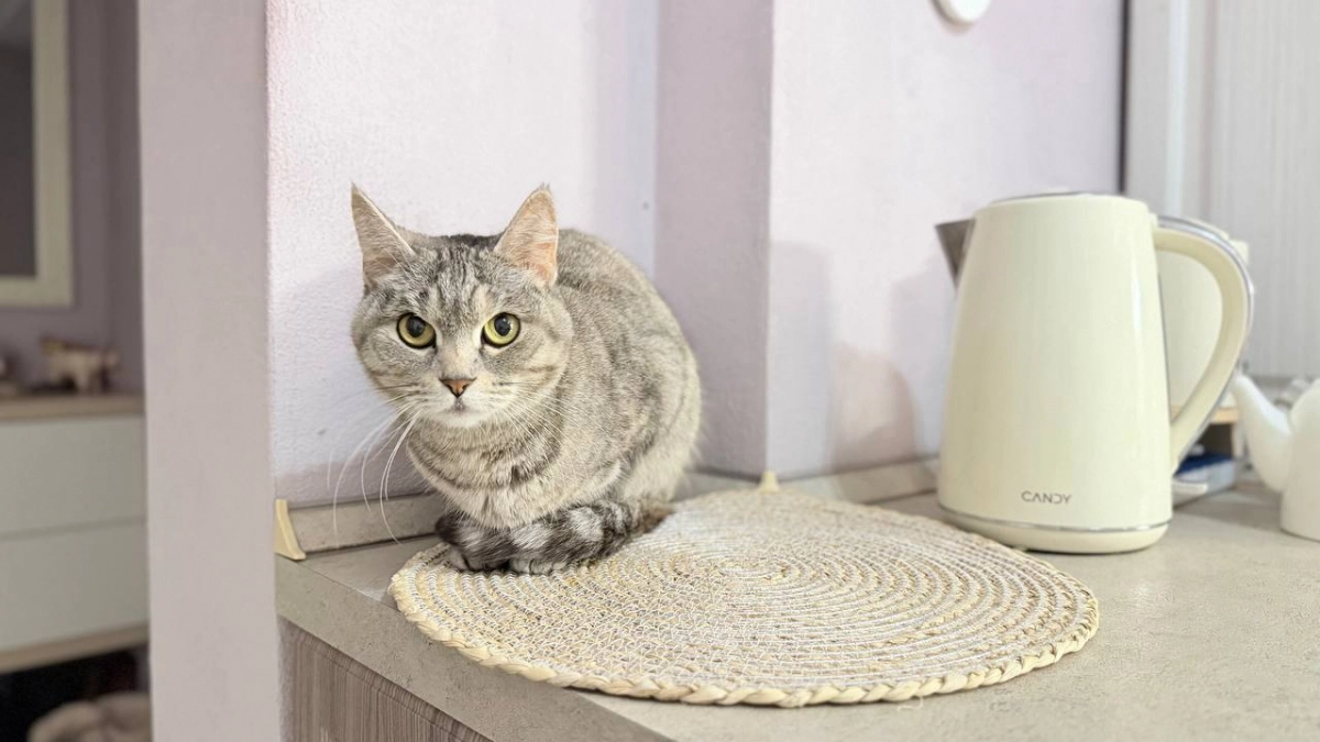 Почему кошки так часто умываются? 