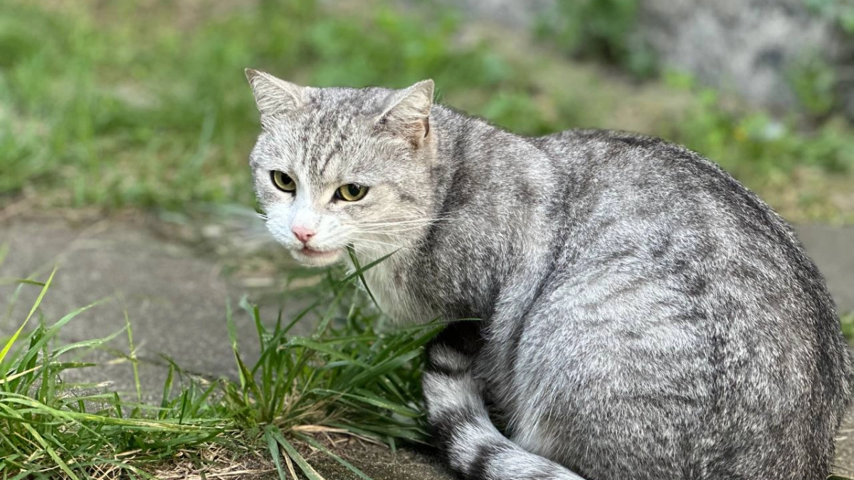 Чем питаются кошки?