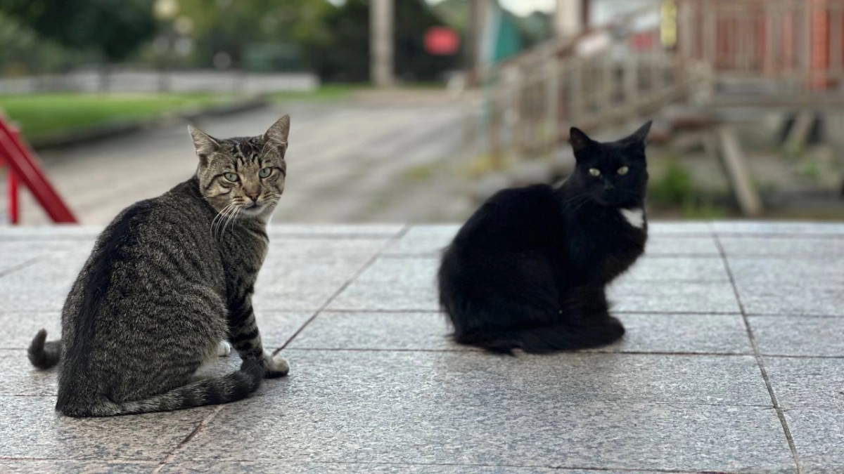 Почему кошки спят в ногах?