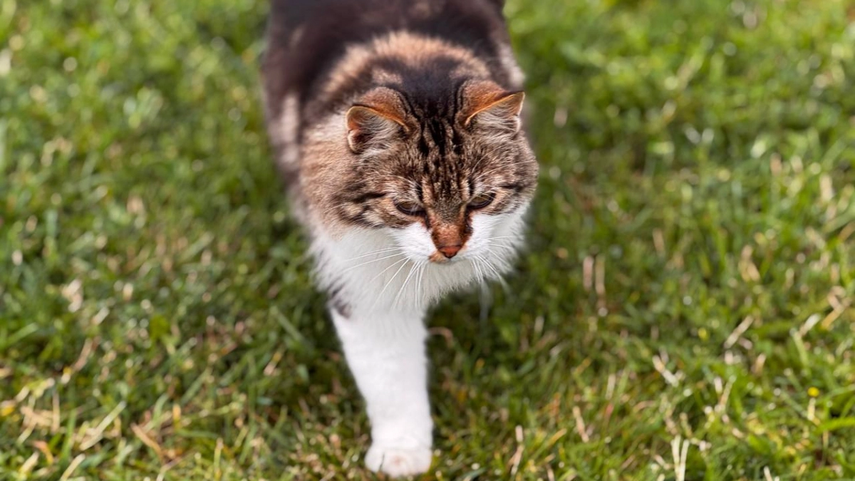 Почему кошки так много спят?