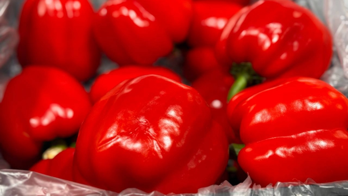 Перец стоит после высадки и не растет: как правильно подготовить лунку и запустить рост за 7–10 дней