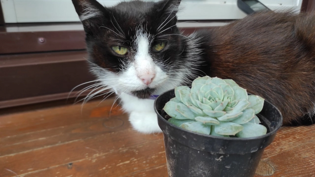 10 признаков, что ваша кошка вас любит: запомните их раз и навсегда