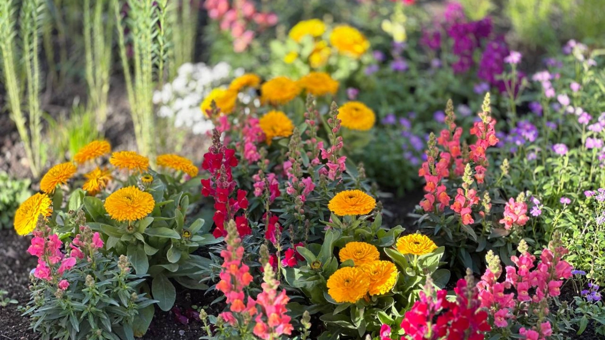 Эффектные многолетники для тени: украсят участок и избавят от постоянной прополки - для ленивых садоводов