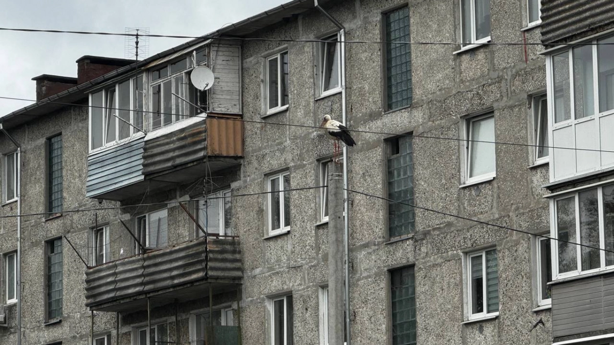 В Калининграде Дятлова пообещала расселить аварийный дом на Московском за 14 дней — «оставаться опасно с каждым днём»