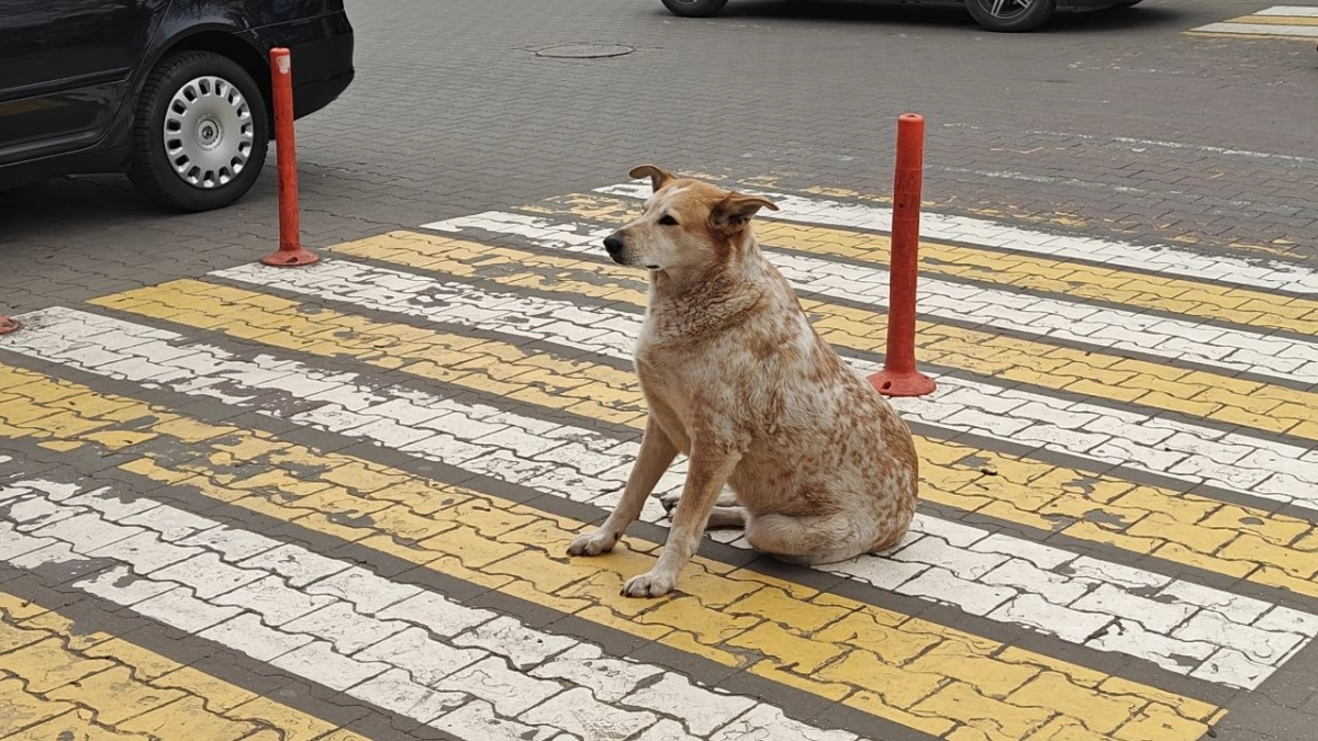 В Калининградской области в ближайшие дни осадков не ожидается, но ночи станут морозными: разбираемся в парадоксах антициклона