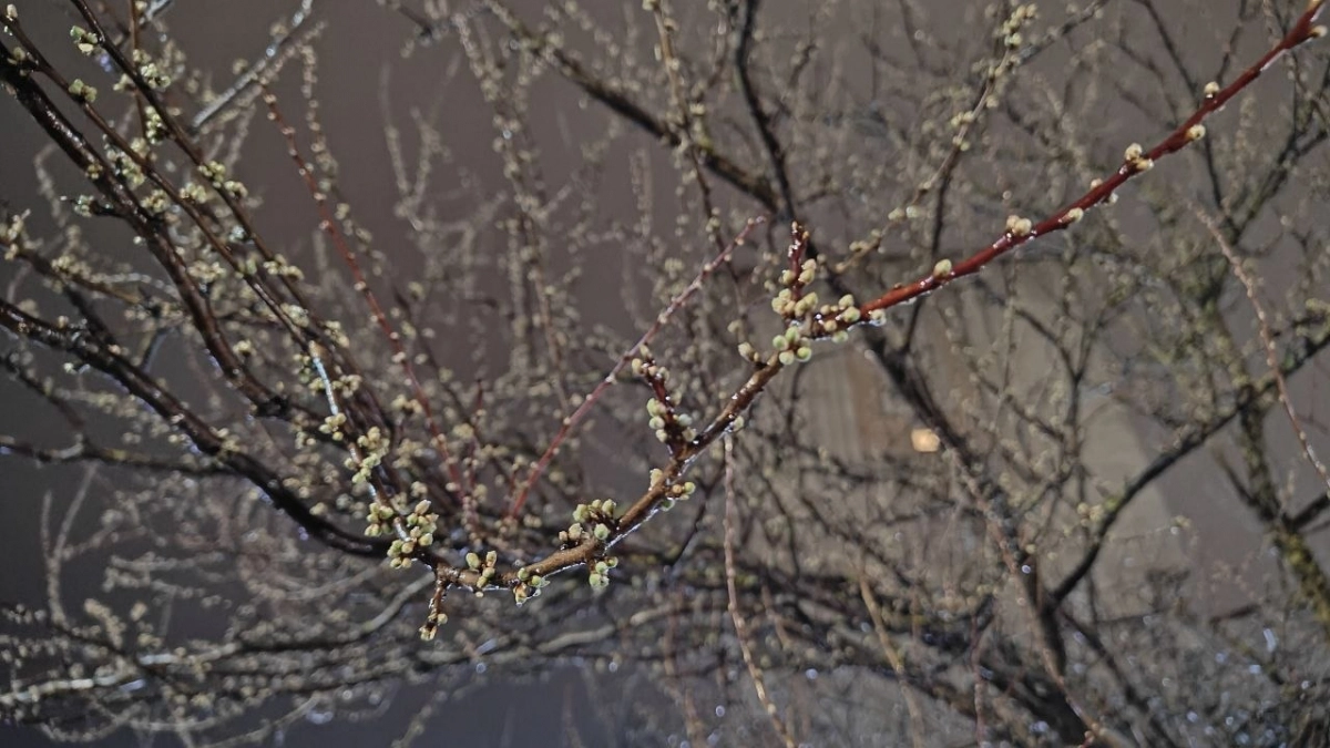 В Калининграде 9 апреля днём будет +6°C, а вот Зеленоградску и Советску ночью обещают заморозки до -2°C