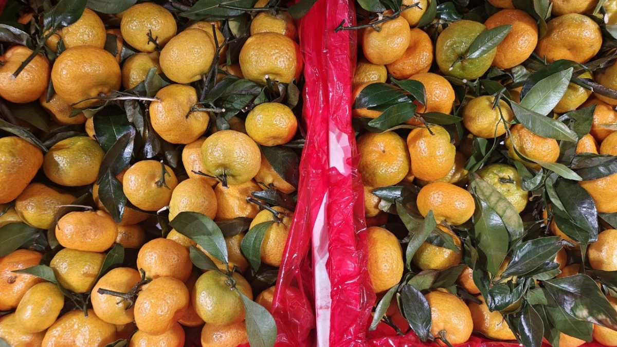 «Лучше пусть они сгниют на ветке»: владелец сада в Абхазии рассказал, почему хорошие мандарины не везут в Россию