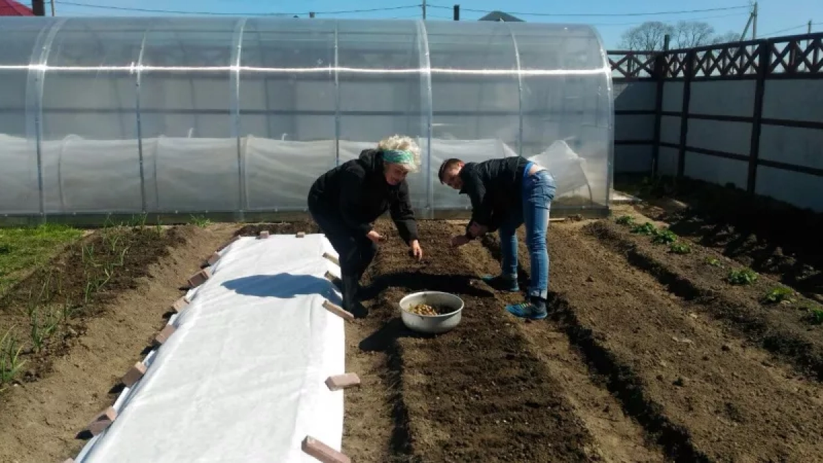 Делала всё правильно, но лук всё равно уходил в стрелку — в апреле изменила 3 вещи и урожай стал другим