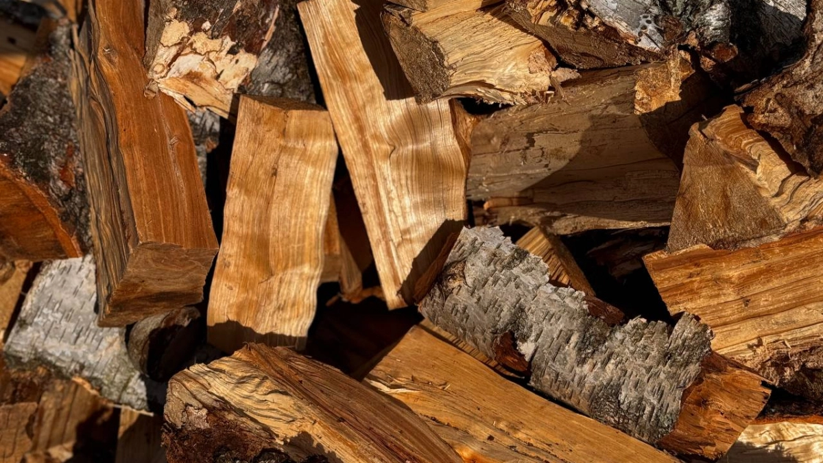 В Калининградской области сразу пять лесничеств перестали выдавать дрова населению: где ещё можно подать заявку