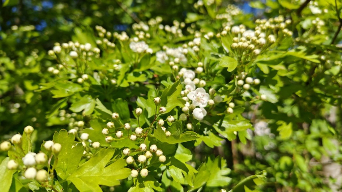 В Калининградской области весна взяла паузу на заморозки: когда ждать самого сурового похолодания и как долго оно продлится