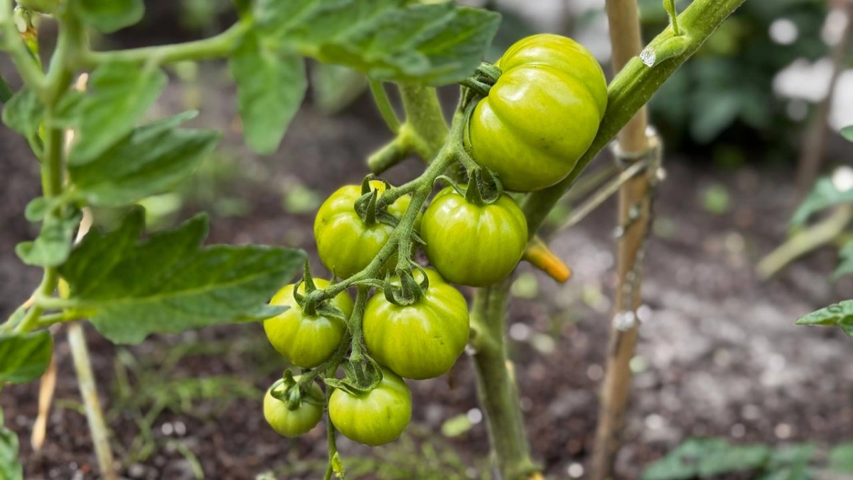 Кормлю томаты содой уже 3 года — собираю по ведру с каждого куста: соседи завидуют и просят раскрыть секрет