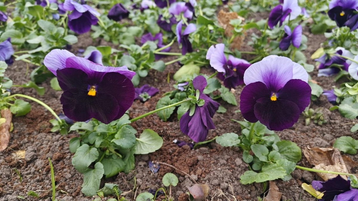 В Калининградской области синоптики расшифровали влияние «Рапунцель»: почему циклон ушёл, а холод остался