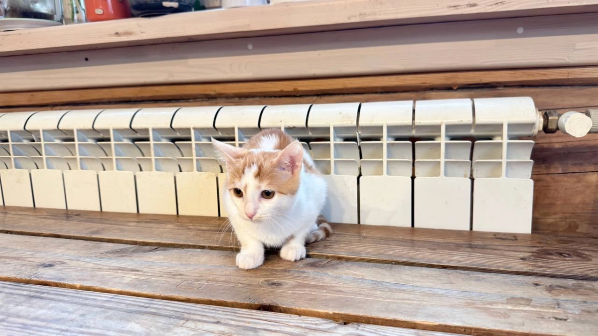 В Зеленоградске прокуратура вступилась за жителей, оставшихся без тепла: более 280 тысяч уже вернули людям