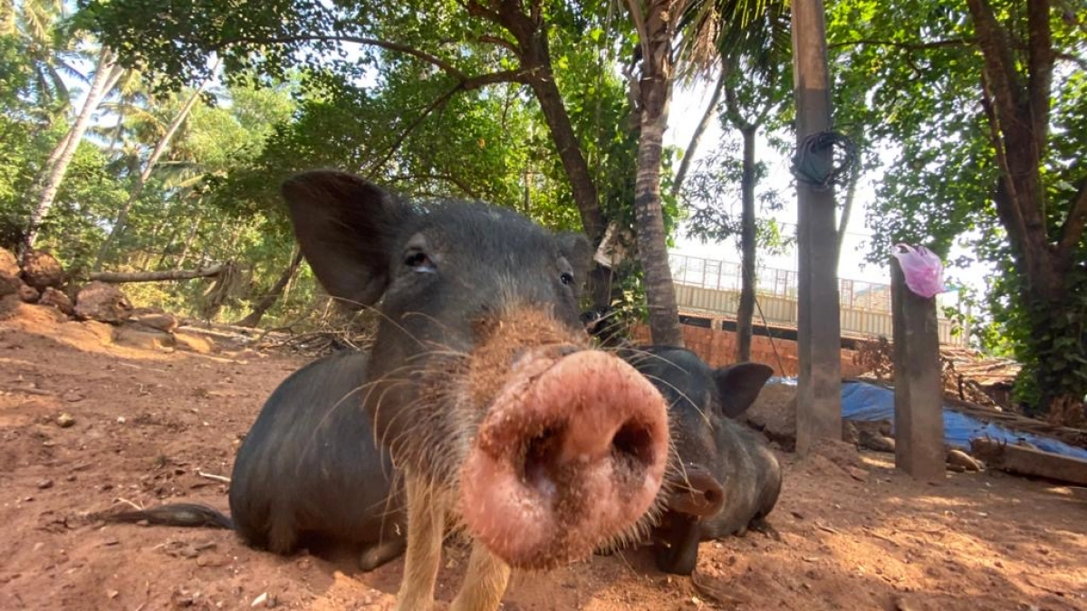 «Если увидите с перевязанной лапкой — значит, выжил»: турист спас раненого кабанчика на Куршской косе