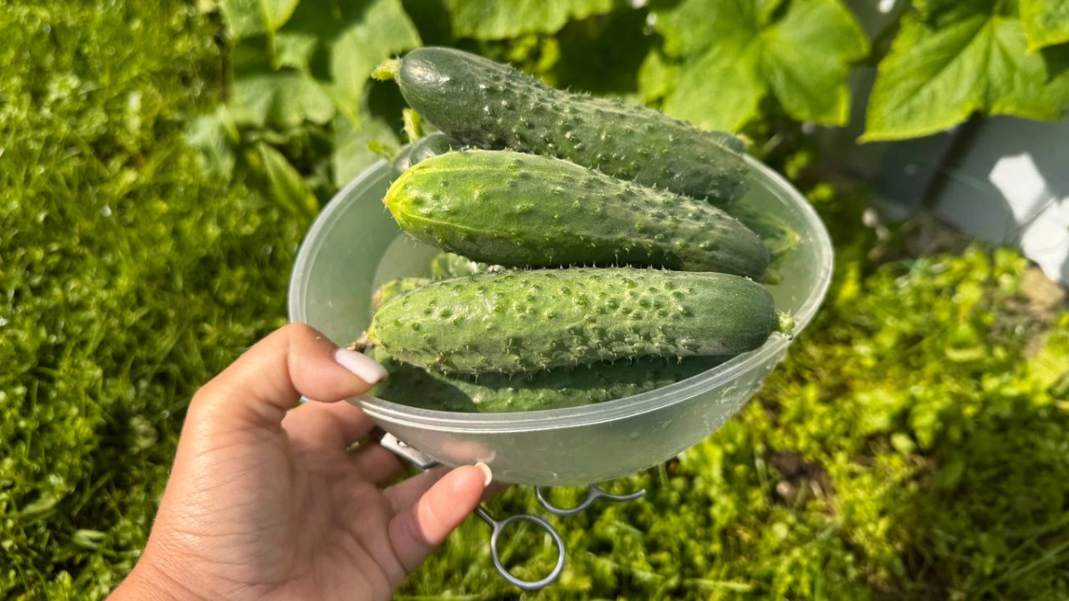 Почему не растут огурцы и что нельзя делать с огурцами: 6 ошибок, из-за которых можно остаться без урожая