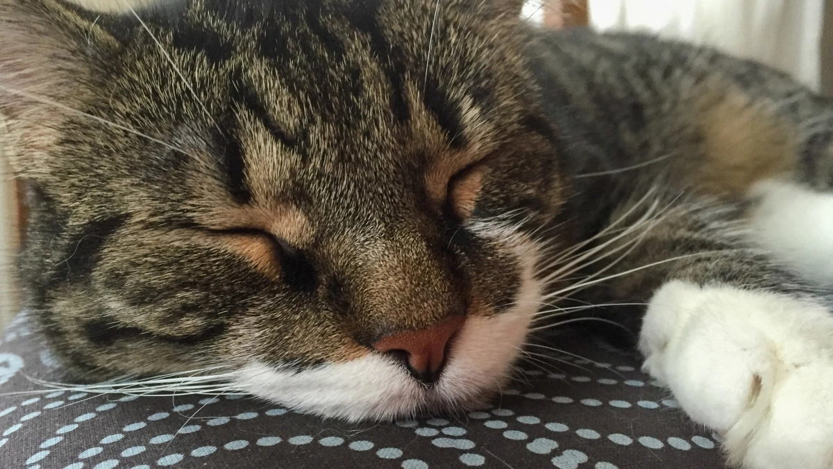 Что снится кошкам и почему кот дёргается во сне: объяснение, которое удивляет владельцев