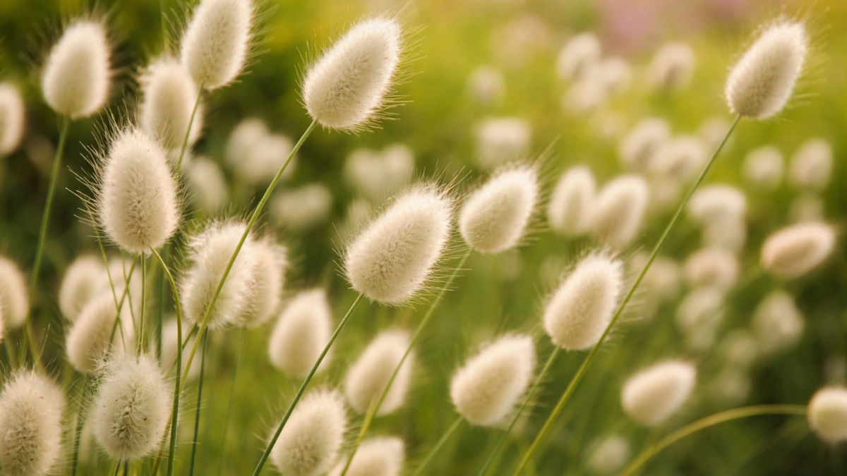 Посадили в мае — цветёт всё лето: как вырастить шикарный многолетник зайцехвост и получить пушистые соцветия без ухода
