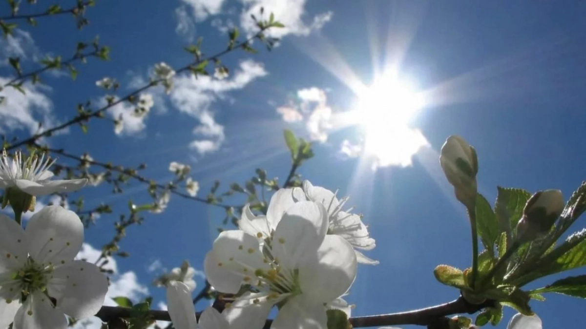 Погода в Калининграде на ближайшие дни: заморозки ночью и потепление до +18 уже к выходным