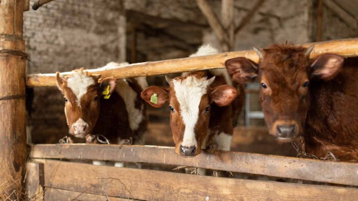 Под Багратионовском вор оставил животных на ферме без воды — подробности дела