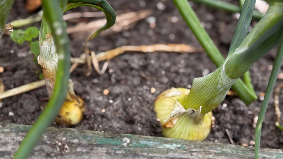 Лук уходит в стрелку и даёт мелкие головки: простой способ с содой, который увеличивает урожай уже в первый сезон