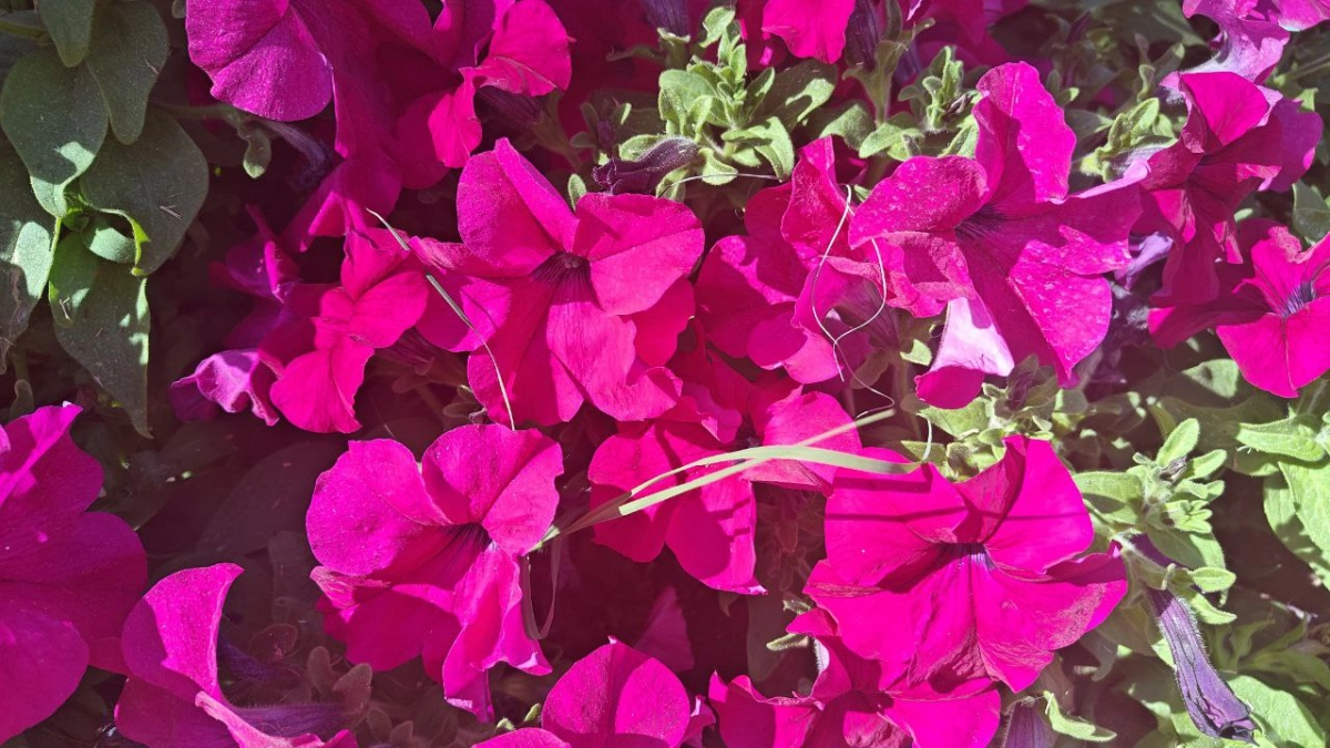 Тля и слизни съедают урожай, а химия не вариант: как защитить огород «умными» цветами и сократить обработку в 2 раза