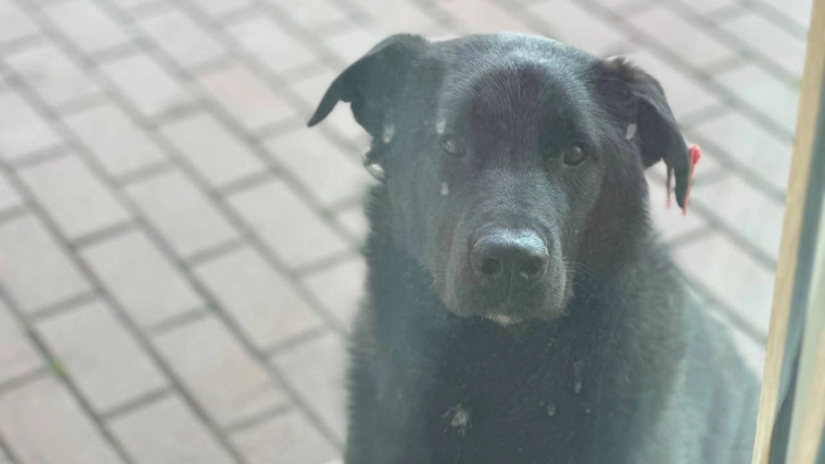 «Дочка теперь от каждого лая вздрагивает»: в Заостровье маму с дочкой чуть не искусала стая бездомных собак