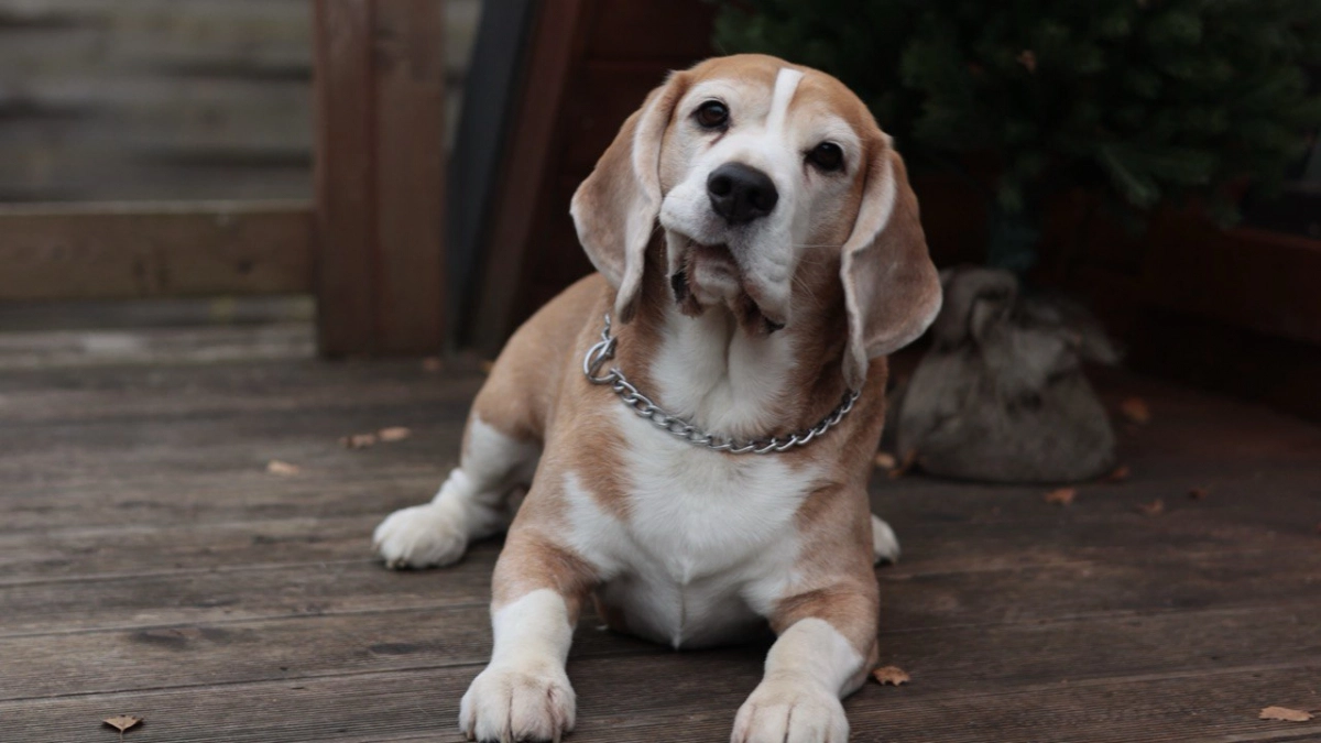 «Еле откачали , собака буквально умирала на руках»: в Зеленоградске активизировались догхантеры, травят животных крысиным ядом