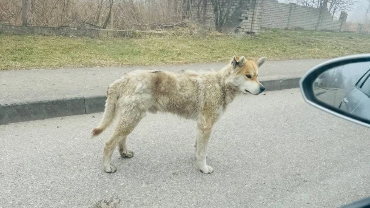Пытался есть пакеты и очистки из мусорки: в Калининграде врачи борются за жизнь акиты Тайфуна, пес истощен и болен