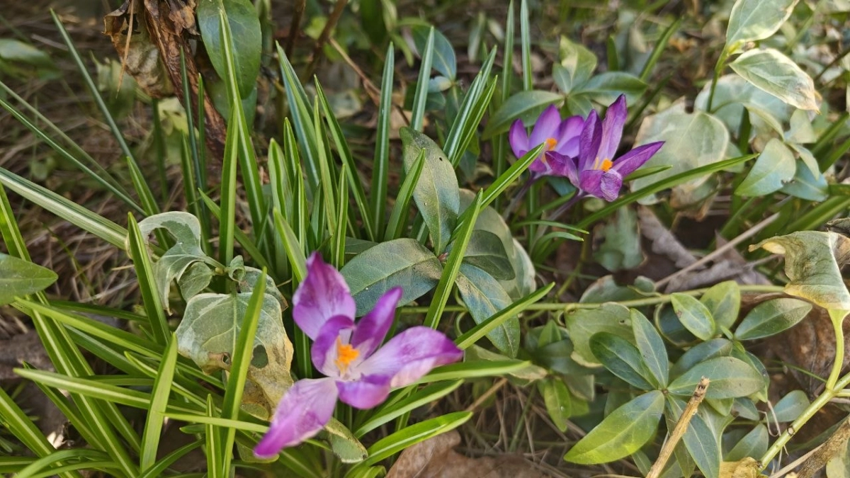 Неустойчивая весна: синоптики рассказали, где в Калининградской области завтра пройдут дожди