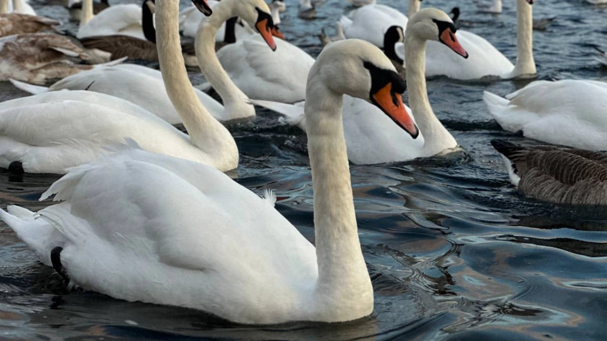 «С неба — на асфальт»: у Музея янтаря в Калининграде неожиданно на проезжую часть рухнул лебедь